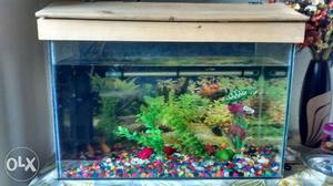Fish Aquarium with Sobo Water filter colourful