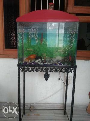 Fish Aquarium with two gold fish and fish stand