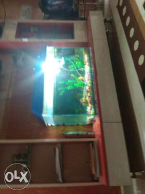 Fish Tank With Blue Metal Frame
