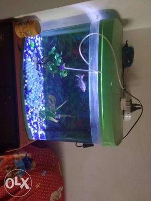 Fish Tank With Green Frame