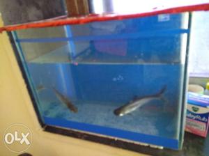 Fish tank with 2 shark fish, urgent selling..plz