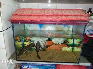 Fish tank with oxygen machine#stones#sand#fishes
