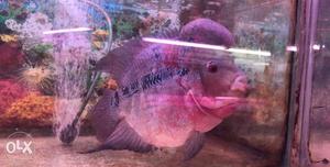 Flowerhorn super size