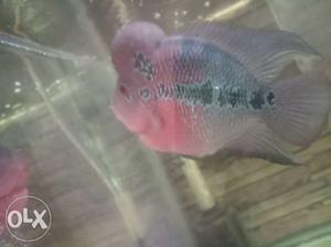 Flowrone fish full healthy and active