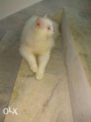 For Mating white Persian cat with blue eyes