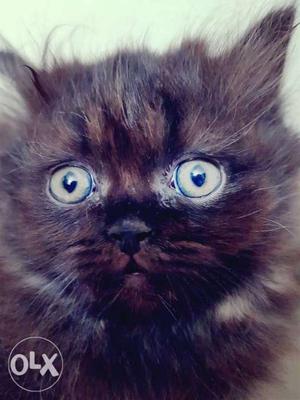 Full black persian kitten with semi punch face