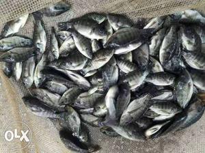 GIFT Tilapia Fish seeds