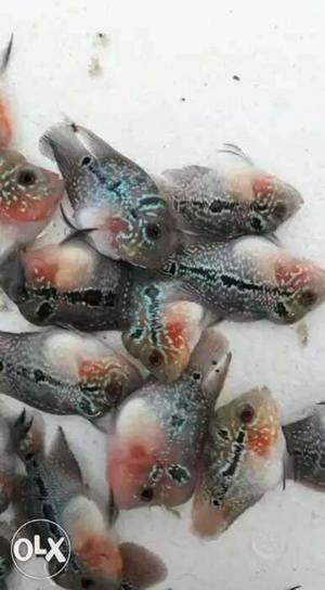 Gray Flowerhorn Fish Lot