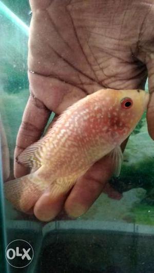 Head popped fader male flowerhorn for sell at