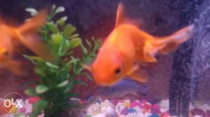 Healthy goldfishes for sale and coifish gaurami