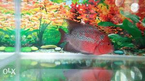 High Quality Female Flowerhorn Fish for wholesale