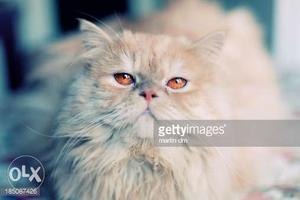 High quality Persian cat,imported blood