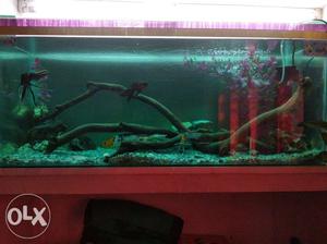 Huge 3.5 feet new aquarium with amazing decoration with