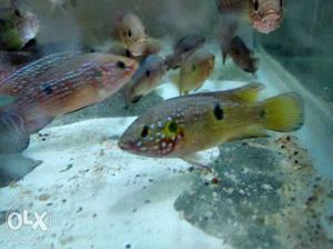 Jwel cichlids for Wholesale Price is 23 rs pc