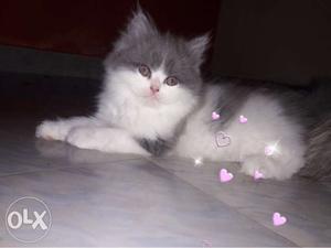 Long Fur Grey And White Kitten