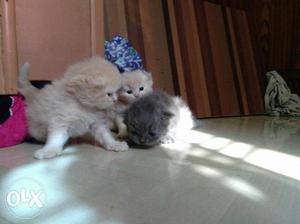 Long-coated Gray And Beige Kittens