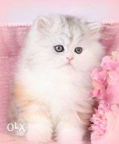 Long fur doll face persian cat and kitten for sale in all