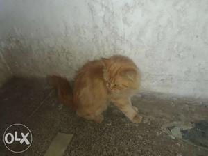 Long-furred Orange Tabby Cat