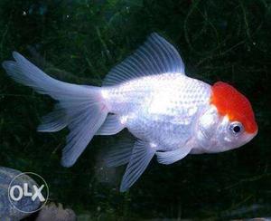 Low Price With Healthy Fish for Sale (Red Cap fish pair