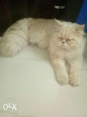 MALE Persian Cat Ready for mating