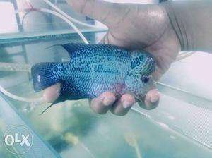 Magma Flowerhorn Cichlid