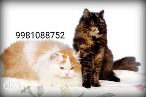 Male and female purest persian pair very healthy