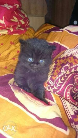 Male black Persian kitten...