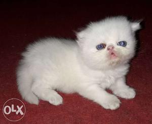Male kitten White mport lineage good quality