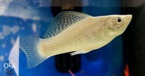 Molly fish 1.5 inch