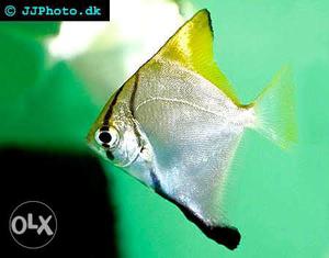 Mono angel fish available only at 120 pair