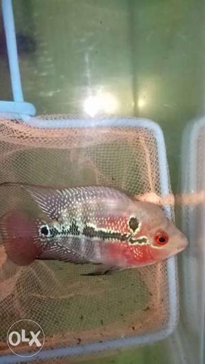 Monster kok Flowerhorn Fish only 3pices r remaining...hurry