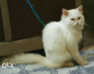 Need female percian cat for mating