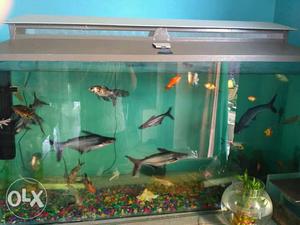 New 4 feet Fish Aquarium Available For Sell