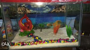 New fish tank To laxmi fish aquarium shop