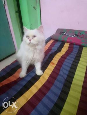 Nice offer good looking cat female