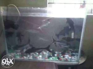 Nine big nd healthy shark fishes with tank nd