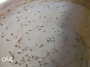 Normal Guppy Fish. 20 For Rs.60 only