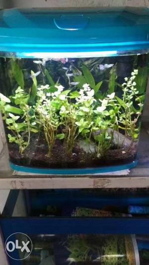 Only for interested buyer 12 guppy 4 neon tetra 3