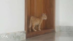 Orange ooty cat