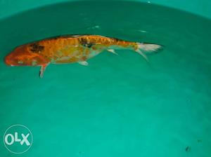 Orange with black patches Female koi carp at a