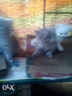 Percian kitten 3 pic 35 days old