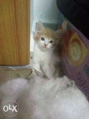 Persian Kitties for Sale 54days Old (Price