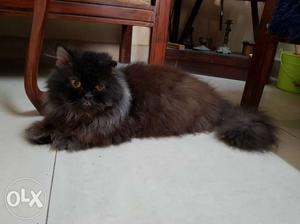 Persian cat black 