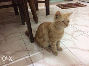 Persian cat... burmese breed