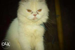 Persian cat for sale very active and healthy