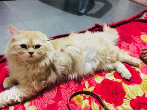 Persian cat (male) 15 months old. for mating.