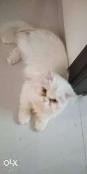 Persian cat white male and brown female