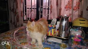 Persian kitten for sale male nd female available