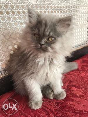 Persian kitten grey in colour