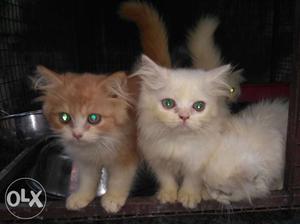 Persian kittens available for more info plz ping